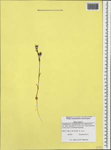 Silene conica subsp. conica, Кавказ, Азербайджан (K6) (Азербайджан)