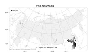 Vitis amurensis, Виноград амурский Rupr., Атлас флоры России (FLORUS) (Россия)