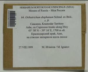 Orthotrichum diaphanum Schrad. ex Brid., Гербарий мохообразных, Мхи - Северный Кавказ и Предкавказье (B12) (Россия)
