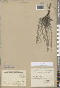 Полынь Лерхе Weber ex Stechm., Восточная Европа, Нижневолжский район (E9) (Россия)