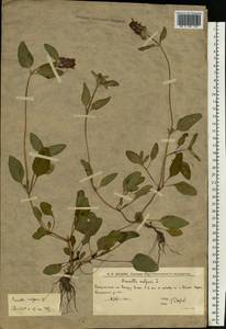 Черноголовка обыкновенная L., Восточная Европа, Нижневолжский район (E9) (Россия)