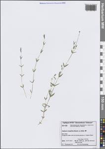 Звездчатка длиннолистная, Звездчатка раскидистая (Regel) Muhl. ex Willd., Сибирь, Центральная Сибирь (S3) (Россия)