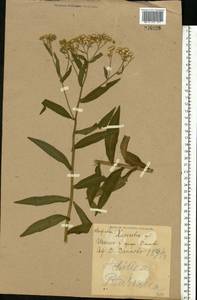 Achillea ptarmica subsp. ptarmica, Восточная Европа, Северо-Украинский район (E11) (Украина)