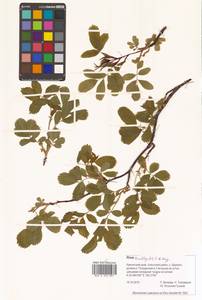 Шиповник даурский Pall., Сибирь, Чукотка и Камчатка (S7) (Россия)