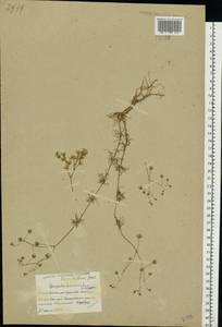 Торица полевая, Торица обыкновенная L., Восточная Европа, Белоруссия (E3a) (Белоруссия)