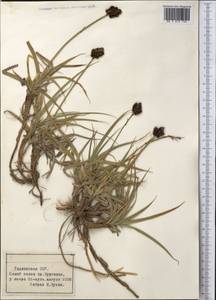 Осока, Средняя Азия и Казахстан, Памир и Памиро-Алай (M2) (Таджикистан)