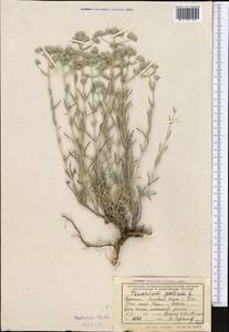 Дубровник белый, Дубровник беловойлочный L., Средняя Азия и Казахстан, Копетдаг, Бадхыз, Малый и Большой Балхан (M1) (Туркмения)