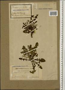 Одуванчик лекарственный Weber ex F.H.Wigg., Кавказ, Грузия (K4) (Грузия)