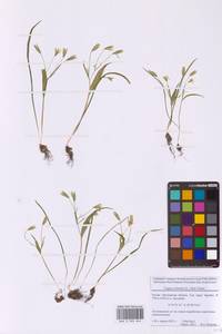 Гусиный лук малый (L.) Ker Gawl., Восточная Европа, Московская область и Москва (E4a) (Россия)