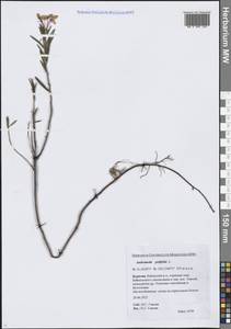 Подбел обыкновенный L., Сибирь, Прибайкалье и Забайкалье (S4) (Россия)