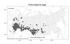 Viola stagnina Kit., Атлас флоры России (FLORUS) (Россия)
