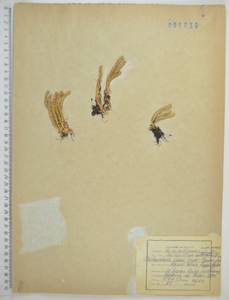 Баранец обыкновенный (L.) Bernh., Сибирь, Дальний Восток (S6) (Россия)