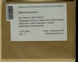 Mnium spinulosum Bruch & Schimp., Гербарий мохообразных, Мхи - Западная Сибирь (включая Алтай) (B15) (Россия)