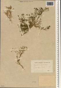 Торичник двутычинковый (Guss.) Boiss., Зарубежная Азия (ASIA) (Неизвестно)
