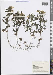 Чина луговая L., Кавказ, Грузия (K4) (Россия)