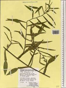 Pothos scandens L., Зарубежная Азия (ASIA) (Таиланд)