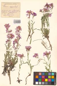 Клаусия солнцепечная (Stephan ex Willd.) Korn.-Trotzky, Восточная Европа, Средневолжский район (E8) (Россия)