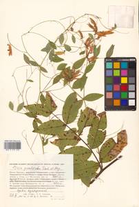 Горошек лжесочевниковый Fisch. & C.A.Mey., Сибирь, Дальний Восток (S6) (Россия)