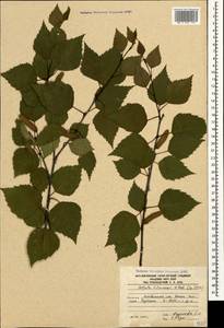 Betula pubescens var. litwinowii (Doluch.) Ashburner & McAll., Кавказ, Южная Осетия (K4b) (Южная Осетия)