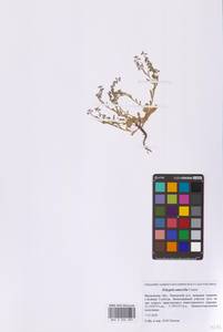 Истод горьковатый Crantz, Восточная Европа, Московская область и Москва (E4a) (Россия)