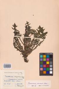 Taraxacum coreanum Nakai, Сибирь, Дальний Восток (S6) (Россия)