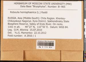 Reboulia hemisphaerica (L.) Raddi, Гербарий мохообразных, Мхи - Прибайкалье и Забайкалье (B18) (Россия)