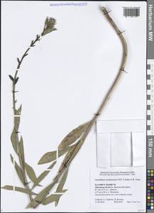 Oenothera × ersteinensis H.P.Linder & R.Jean, Восточная Европа, Центральный лесостепной район (E6) (Россия)