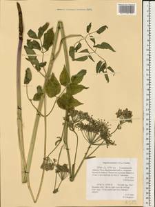 Остерикум болотный (Besser) Besser, Восточная Европа, Центральный район (E4) (Россия)