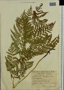 Pteridium aquilinum subsp. pinetorum (C. N. Page & R. R. Mill) J. A. Thomson, Восточная Европа, Центральный лесостепной район (E6) (Россия)