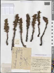 Заразиха синеватая Stephan, Средняя Азия и Казахстан, Северный и Центральный Казахстан (M10) (Казахстан)