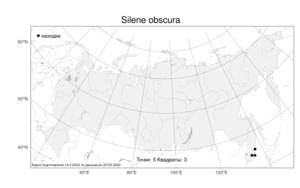 Silene obscura, Смолевка темная, Дрема темная Vorosch., Атлас флоры России (FLORUS) (Россия)