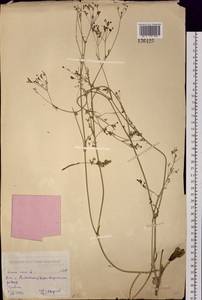 Тмин обыкновенный L., Сибирь, Западный (Казахстанский) Алтай (S2a) (Казахстан)