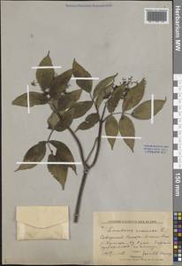 Бузина красная, Бузина кистевидная L., Сибирь, Дальний Восток (S6) (Россия)