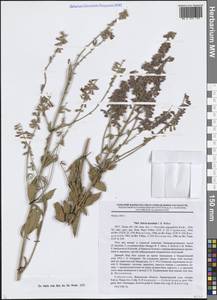 Salvia karelinii J.B.Walker, Средняя Азия и Казахстан, Западный Тянь-Шань и Каратау (M3) (Узбекистан)