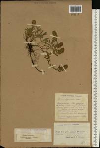 Thymus pannonicus All., Восточная Европа, Южно-Украинский район (E12) (Украина)