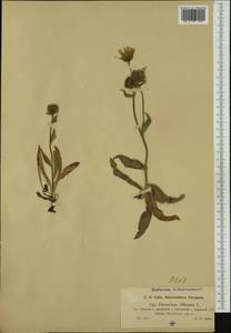 Hieracium villosum Jacq., Западная Европа (EUR) (Австрия)