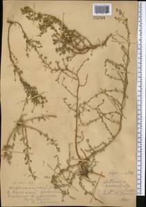 Полынь мясистая Ledeb., Средняя Азия и Казахстан, Муюнкумы, Прибалхашье и Бетпак-Дала (M9) (Казахстан)