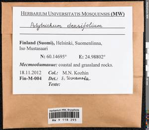 Polytrichum densifolium Wilson ex Mitt., Гербарий мохообразных, Мхи - Западная Европа (BEu) (Финляндия)