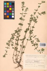 MHA 0 156 520, Пахучка полевая, Щебрушка полевая (L.) Kuntze, Восточная Европа, Западный район (E3) (Россия)