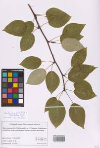Populus longifolia × suaveolens, Восточная Европа, Центральный лесной район (E5) (Россия)
