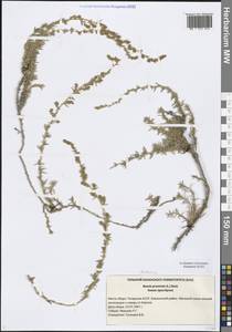 Бассия простертая (L.) Beck, Восточная Европа, Средневолжский район (E8) (Россия)