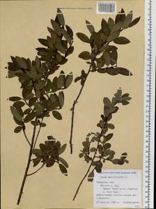 Ива черничная L., Сибирь, Западная Сибирь (S1) (Россия)