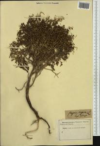 Thymelaea hirsuta (L.) Endl., Западная Европа (EUR)