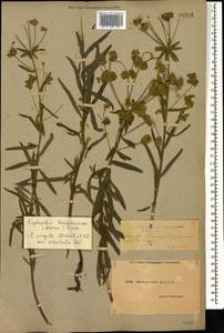 Euphorbia saratoi Ardoino, Кавказ, Дагестан (K2) (Россия)