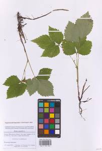 Костяника каменистая L., Восточная Европа, Московская область и Москва (E4a) (Россия)