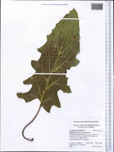 Arctium umbrosum (Bunge) Kuntze, Средняя Азия и Казахстан, Западный Тянь-Шань и Каратау (M3) (Киргизия)