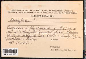 Brachythecium, Гербарий мохообразных, Мхи - Центральное Нечерноземье (B6) (Россия)