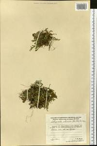 Bryodesma sibiricum (Milde) Soják, Сибирь, Дальний Восток (S6) (Россия)