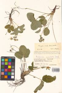 Земляника зеленая, Полуница Duchesne, Восточная Европа, Нижневолжский район (E9) (Россия)