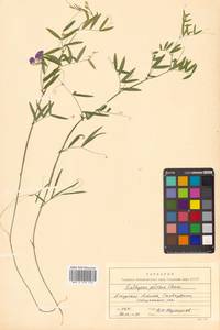 Lathyrus palustris subsp. palustris, Сибирь, Дальний Восток (S6) (Россия)